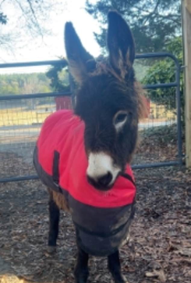 01 04 heehaw face