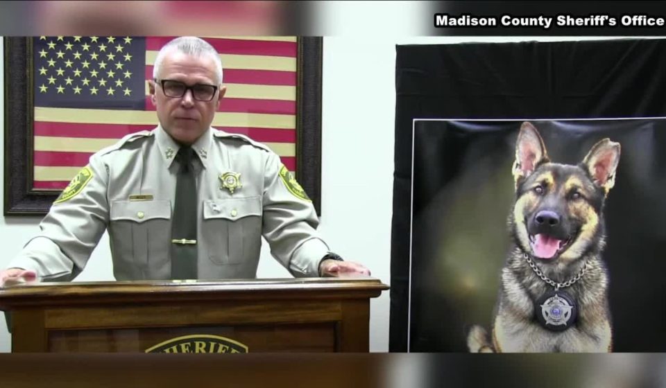 A 2.5-year-old Tennessee K-9 was found unresponsive after about 36 hours in an outdoor kennel with no water in 101-degree heat. The handler resigned; criminal and internal investigations are open.